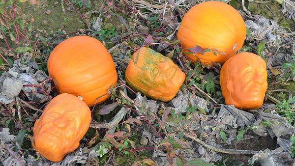Frankenstein pumpkins shape plastic mold for sale