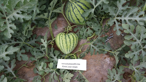 Heart shape watermelon growing molds for sale