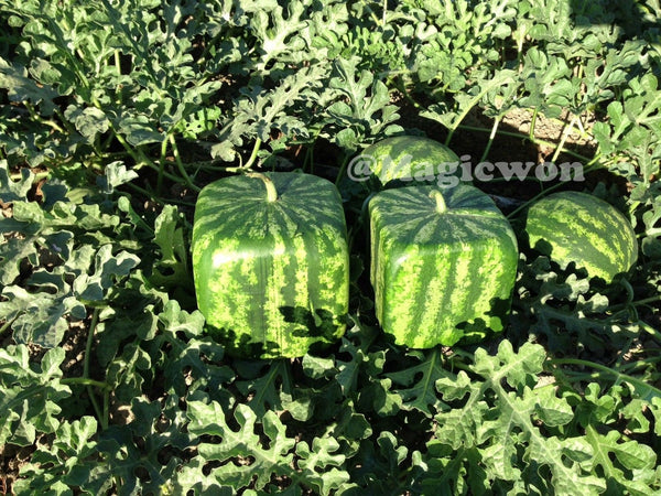 Square watermelon mold (18 cm size )
